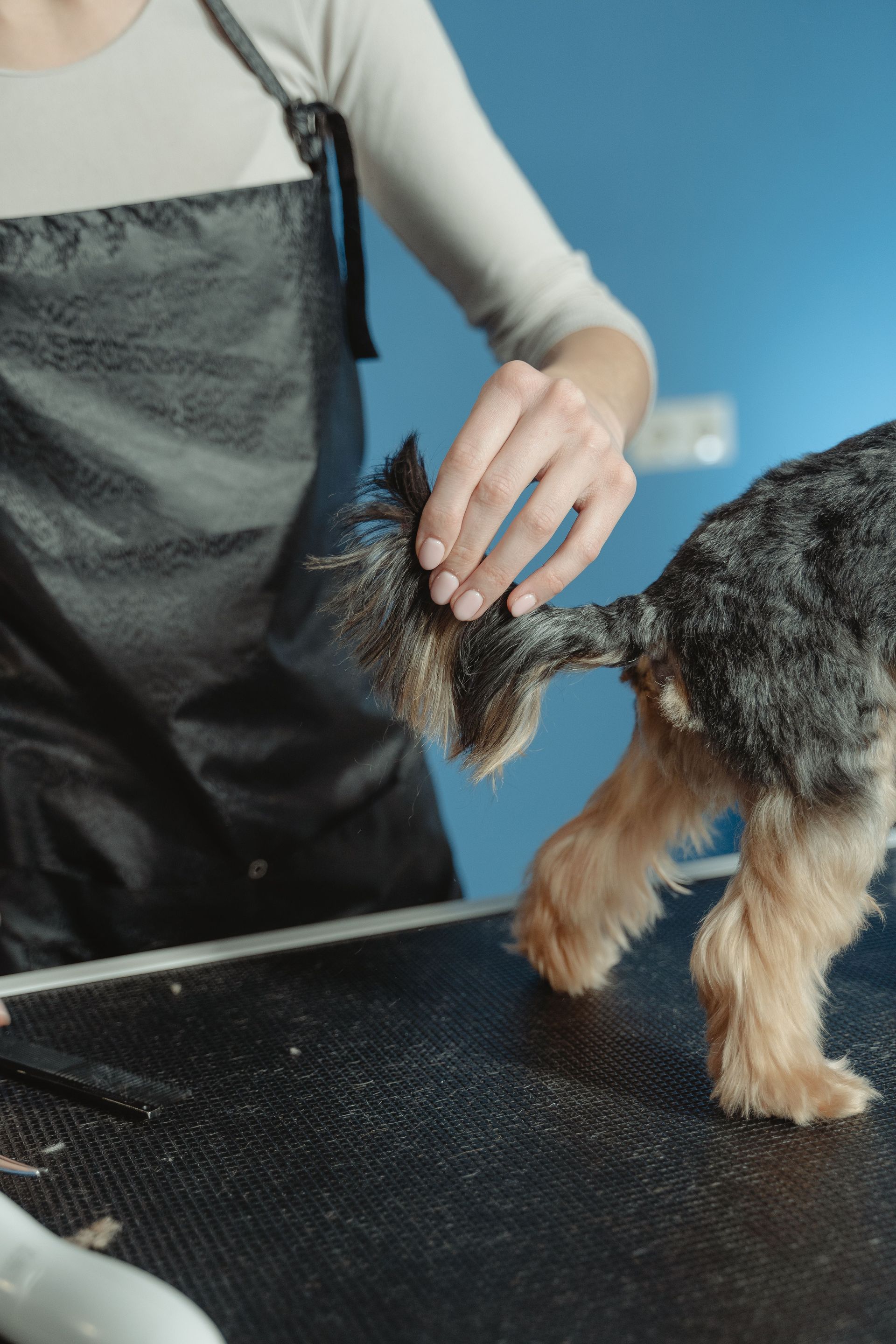 Groomer trimming a small dog’s fur on a black grooming table