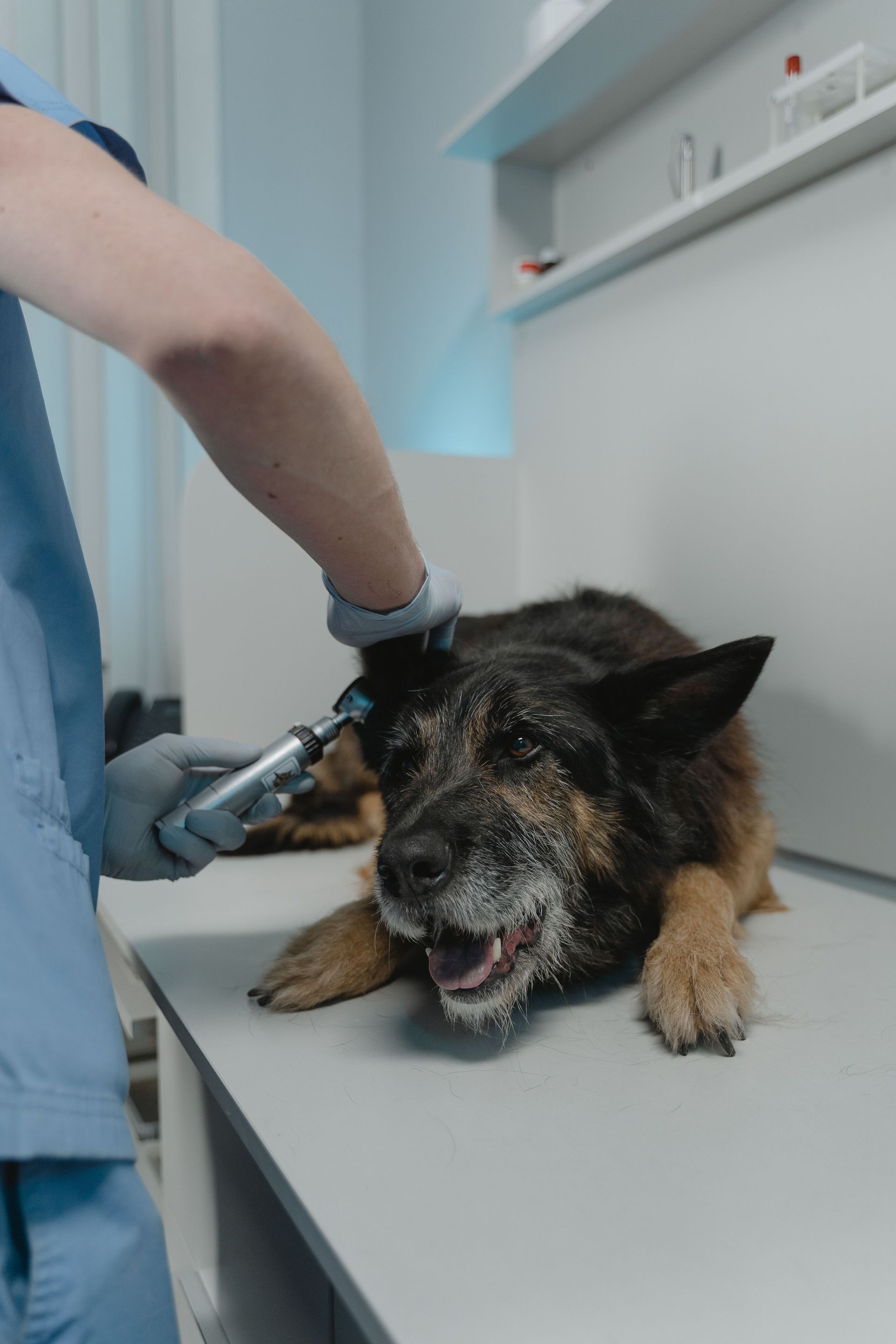 Veterinarian examining a black-and-tan dog on a clinic table