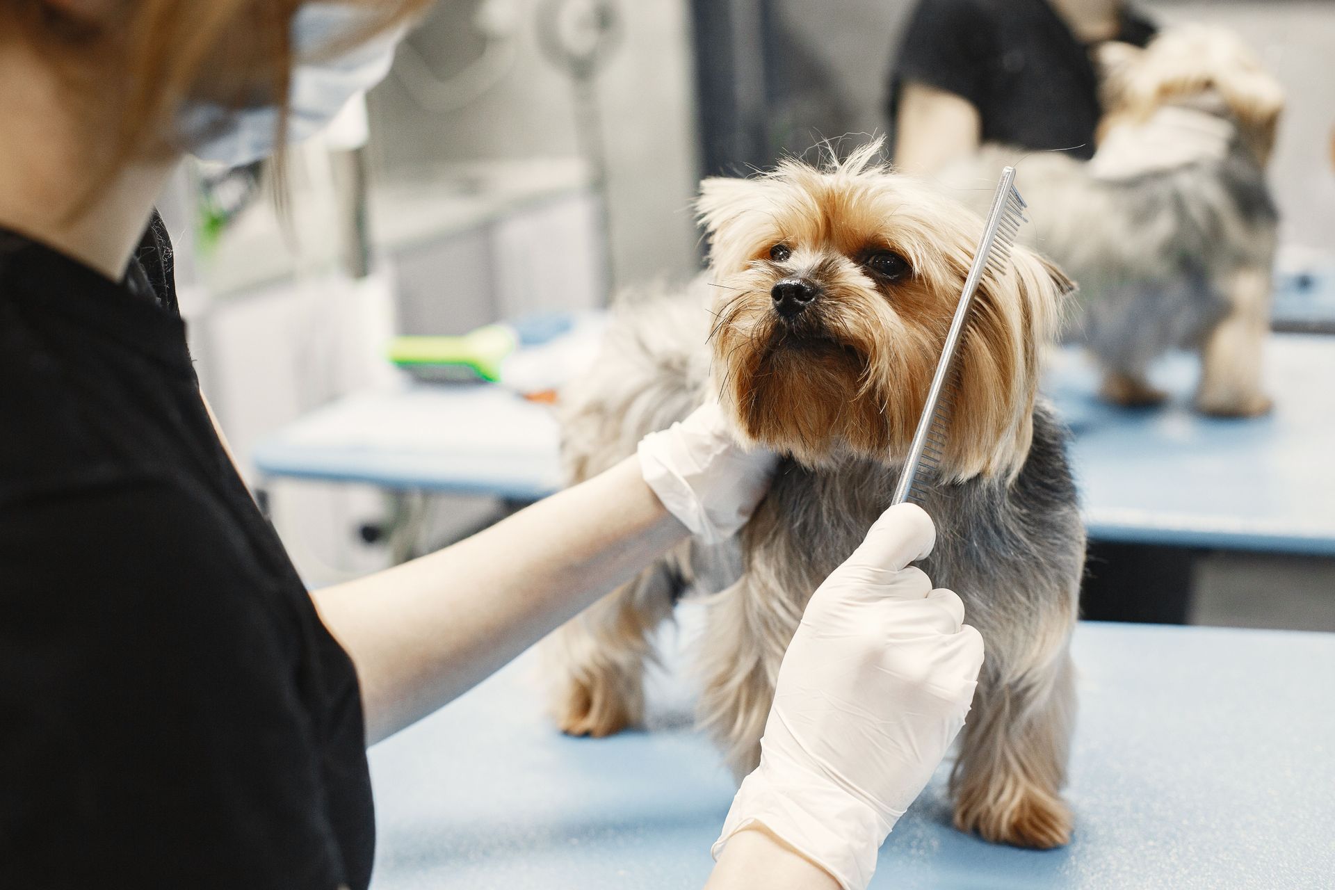 Dog being groomed on a table by a gloved person in a pet salon