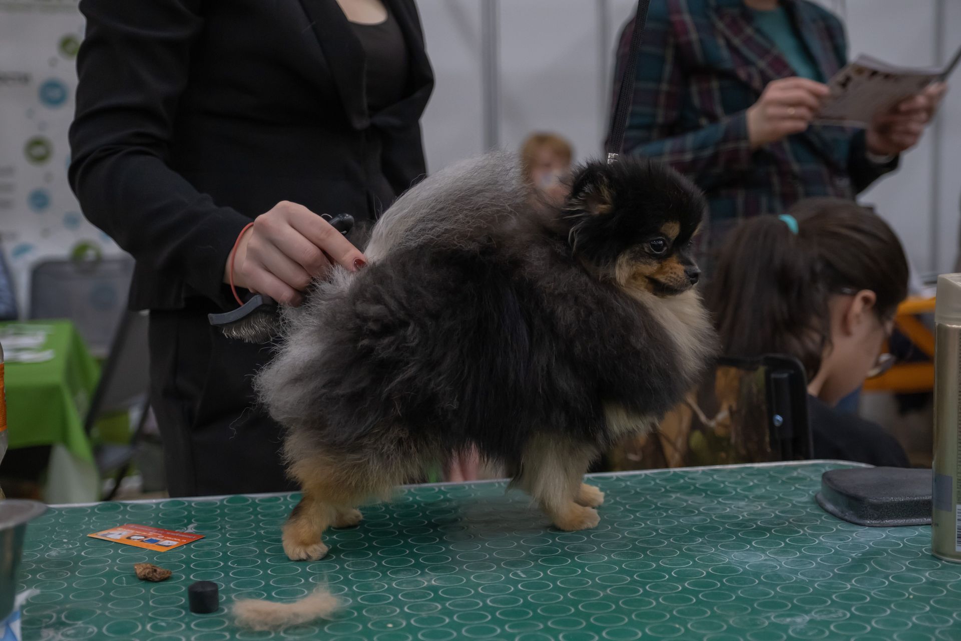 Small fluffy dog being groomed on a green table at a dog show