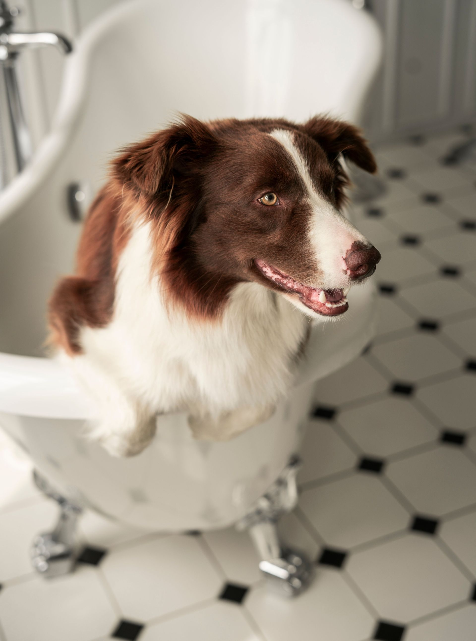 Brown-and-white dog sitting in a white bathtub on tile floor, looking to the side, mouth slightly open