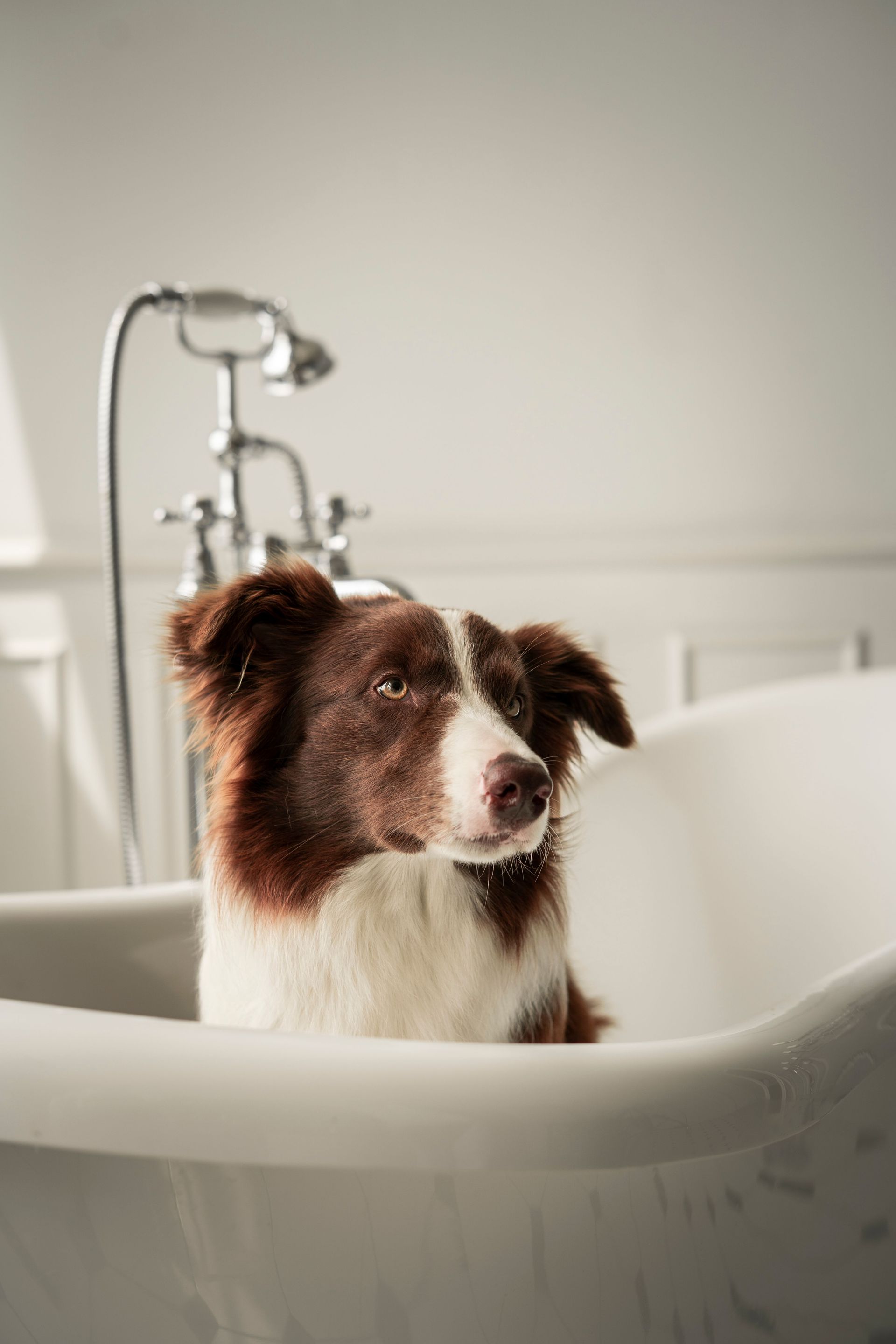 Wet white dog standing in a sink, looking at the camera