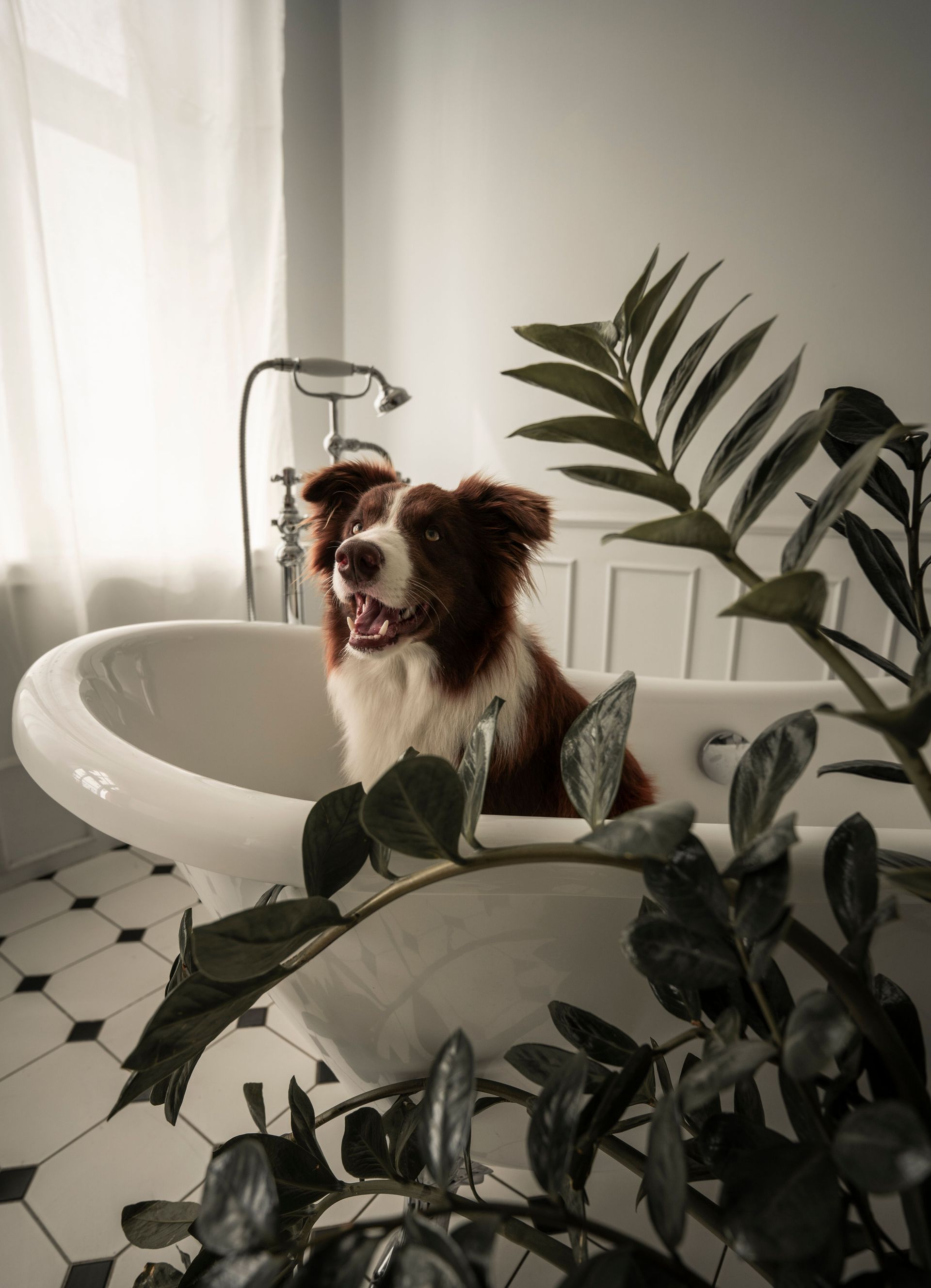 Brown-and-white dog sitting in a white sink by a window, with green plant leaves in the foreground
