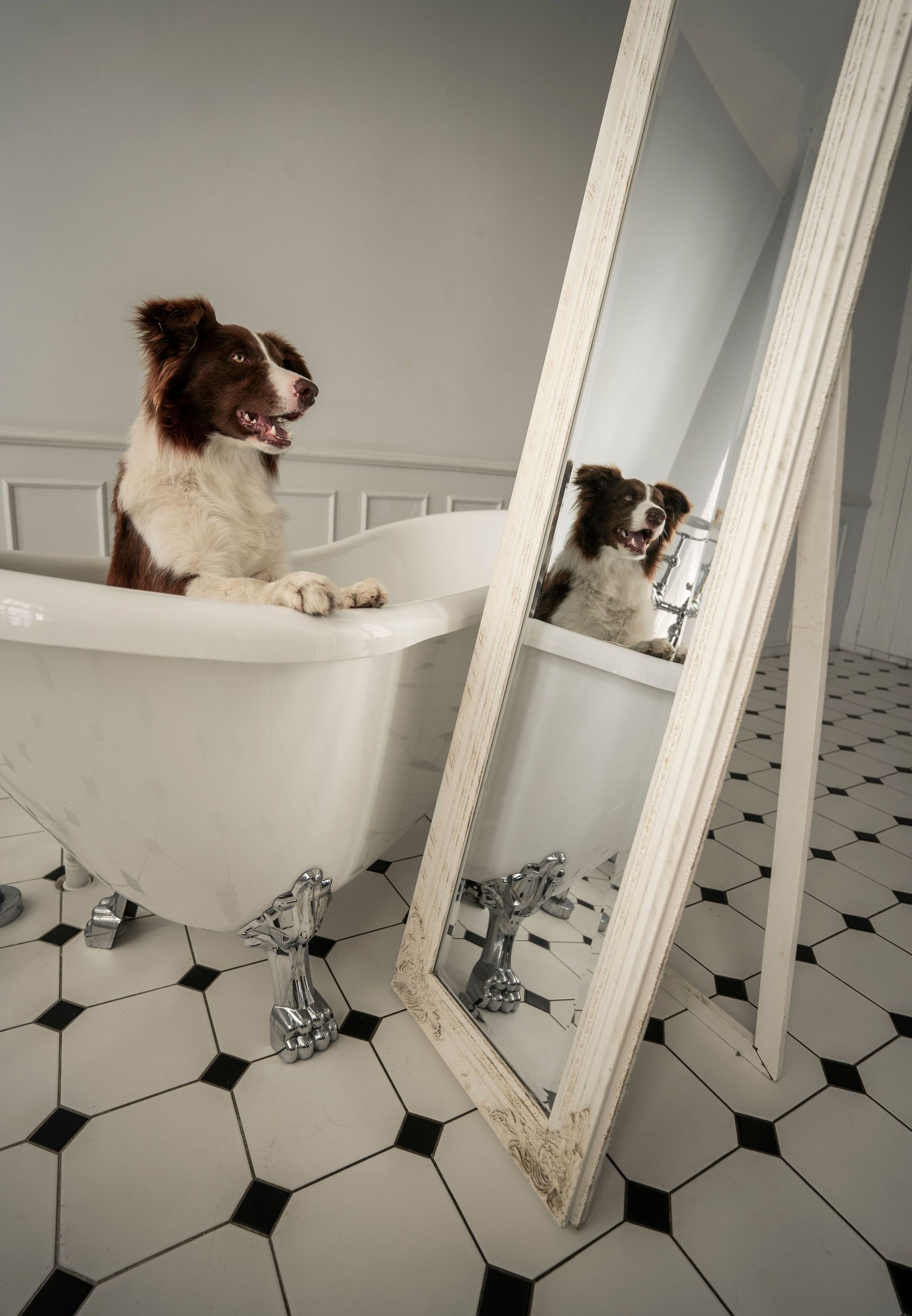 Dog sitting in a white bathtub, looking at its reflection in a leaning mirror.