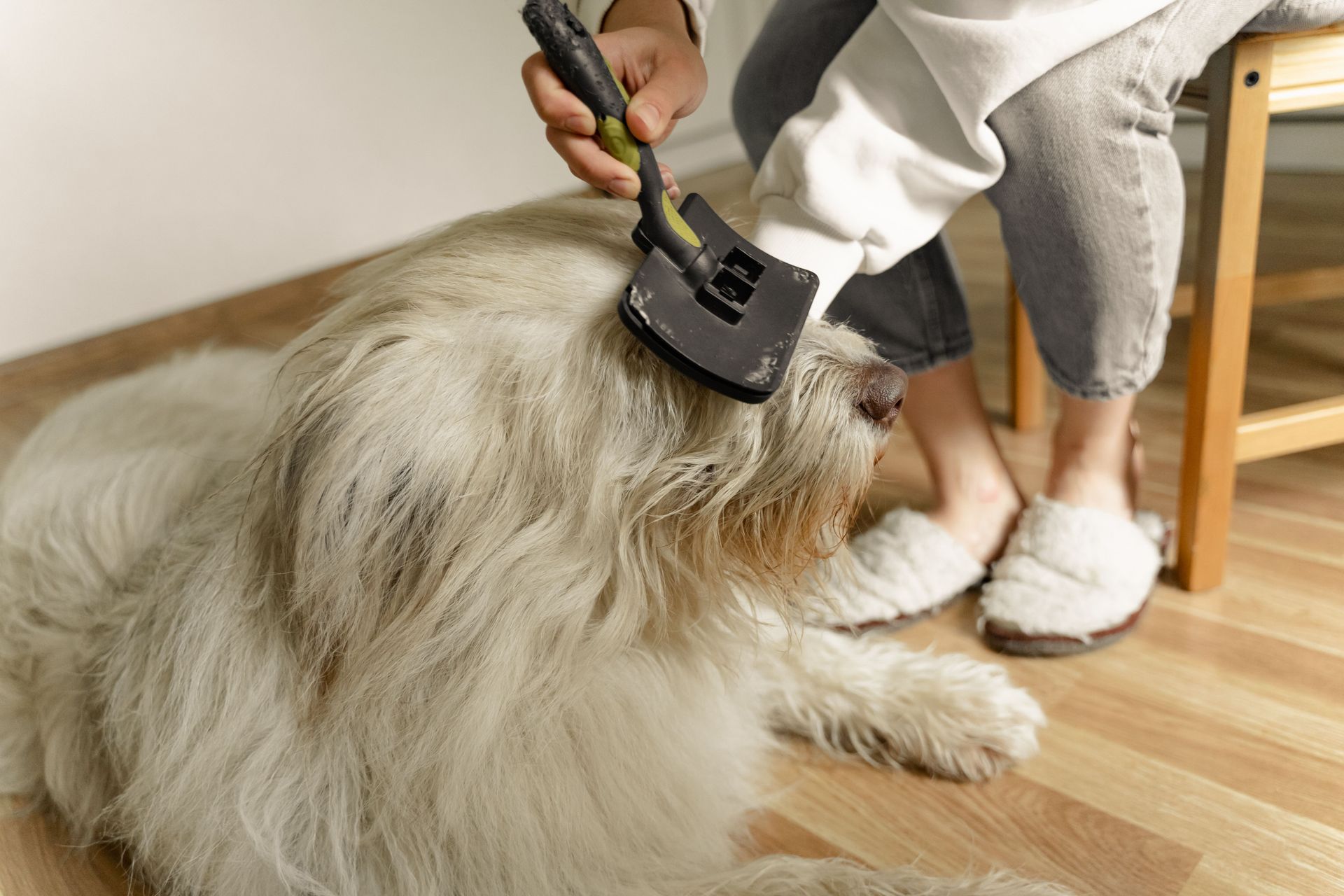 Person brushing a fluffy dog on a wooden floor indoors