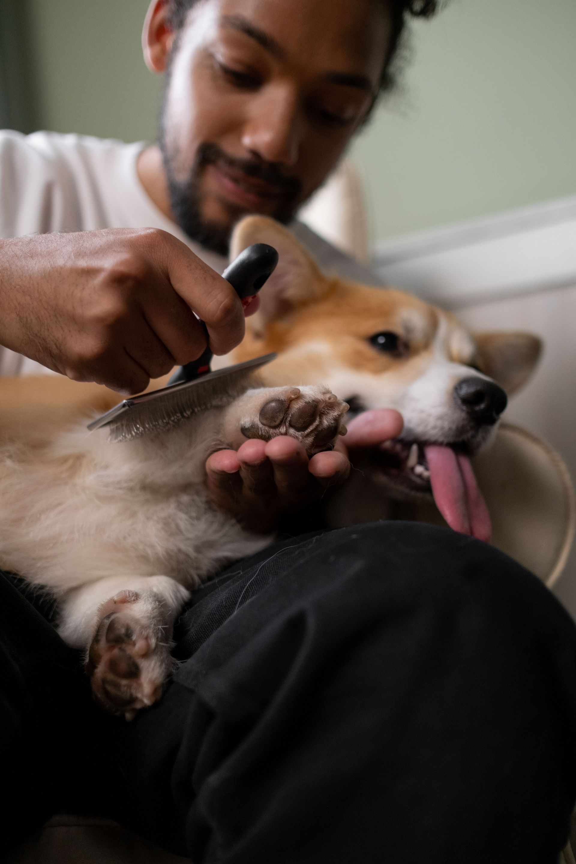 Man brushing a small dog on his lap while the dog licks its paw