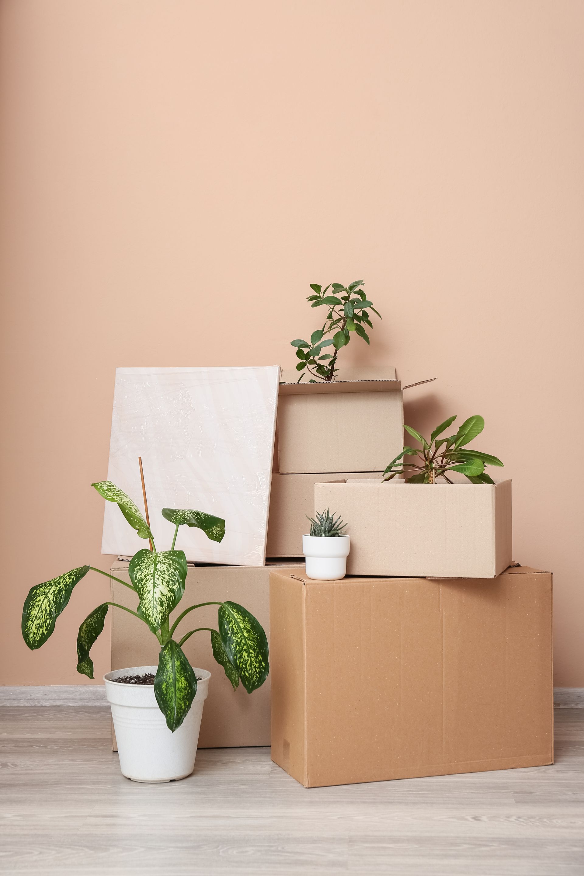 Potted plants on stacked cardboard boxes against a peach wall in a minimalist room