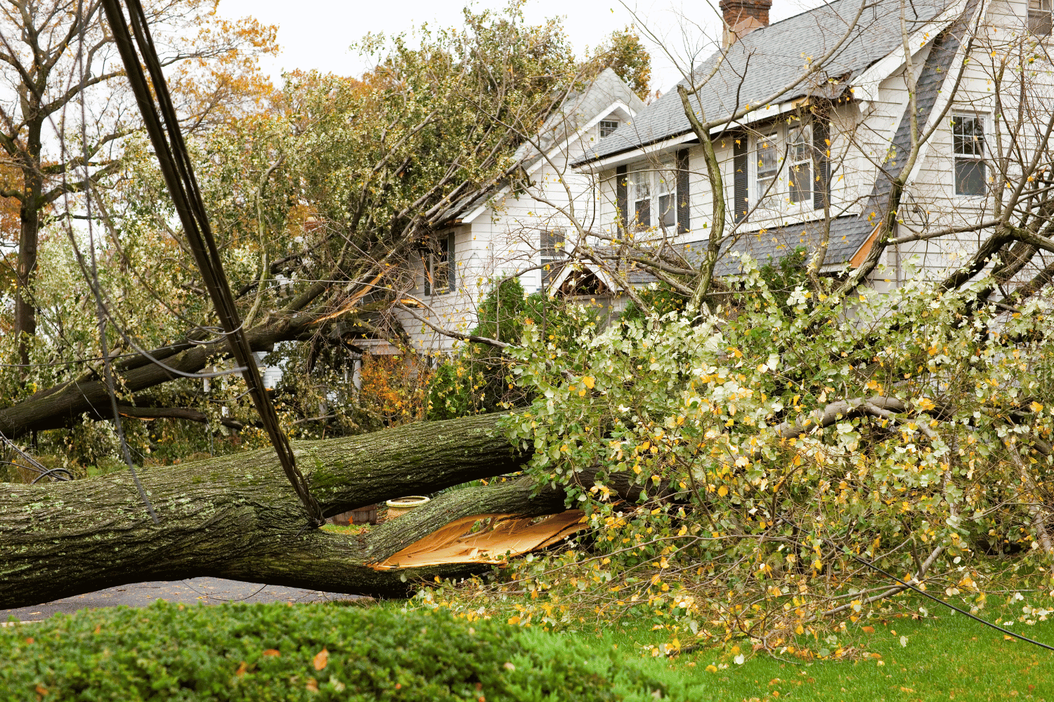 Fallen tree blocks yard beside a house after a storm
