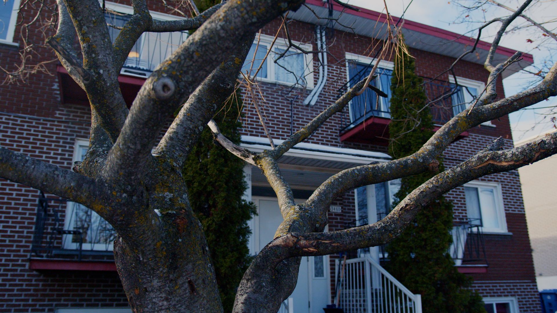 Branches d'arbres devant un immeuble d'appartements en briques avec balcons et escaliers, en journée.