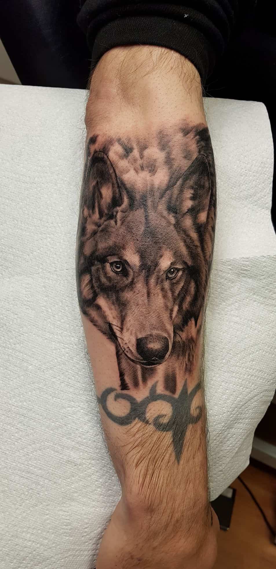 A black and grey tattoo of a wolf's face on a person's forearm, positioned above an existing tribal-style tattoo.