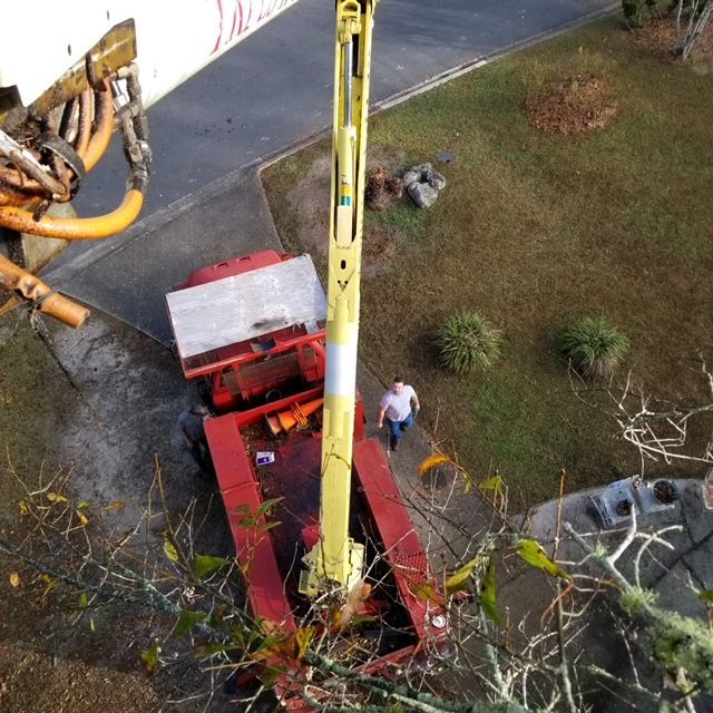 Tallahassee Licensed Tree Service Tree Pruning and Removal Stump