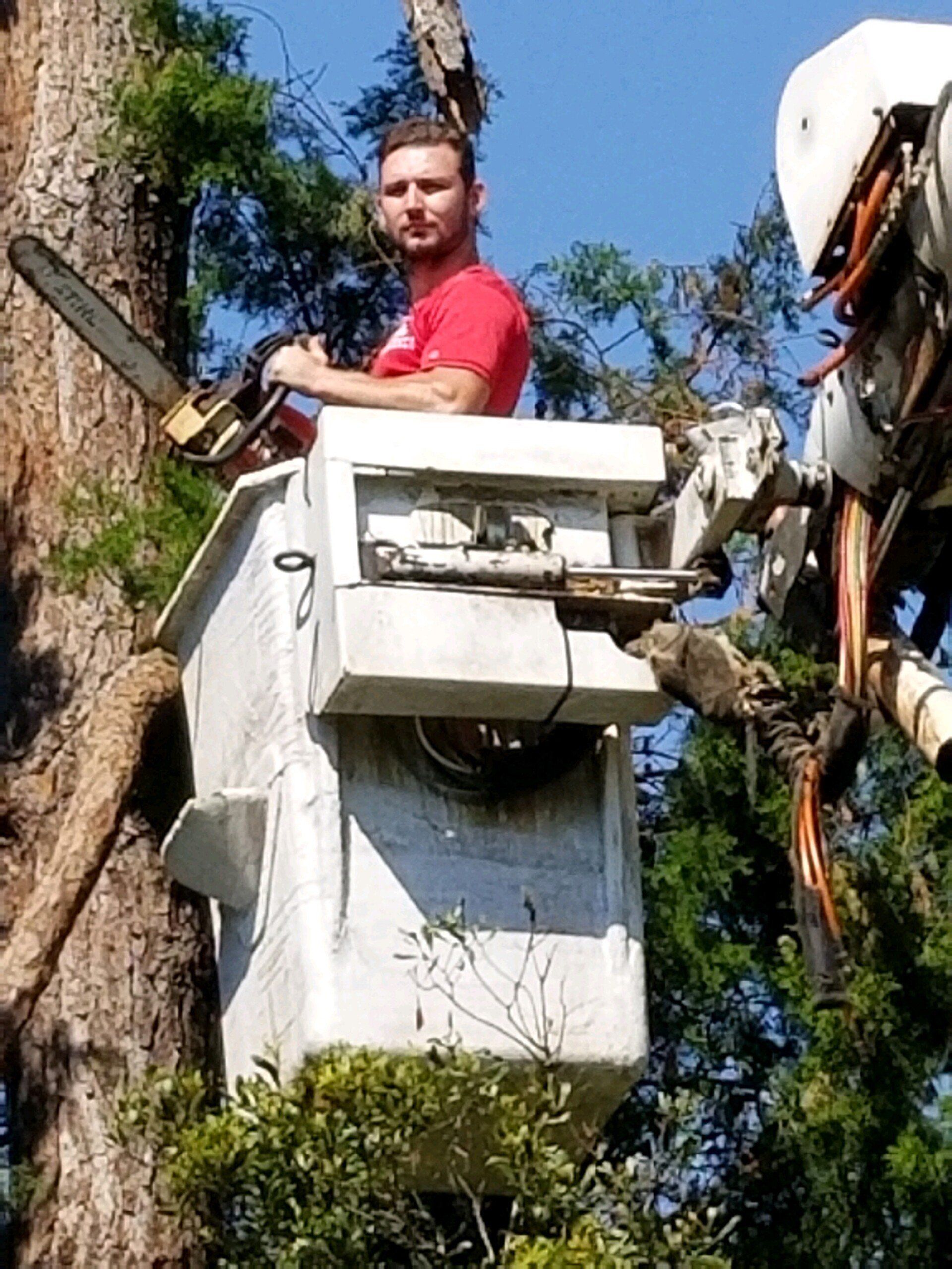 Gallery #3 – Tallahassee, FL – Affordable Tree Service By Mark Hicks