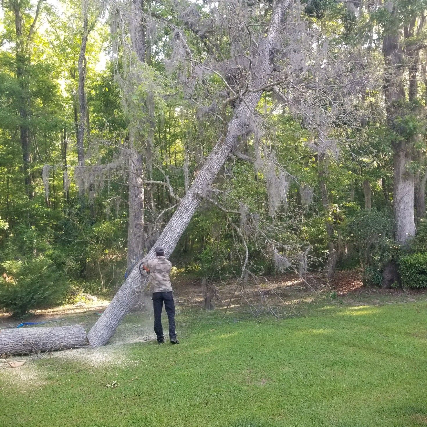 Man cutting a tree trunk in a grassy yard, surrounded by trees.