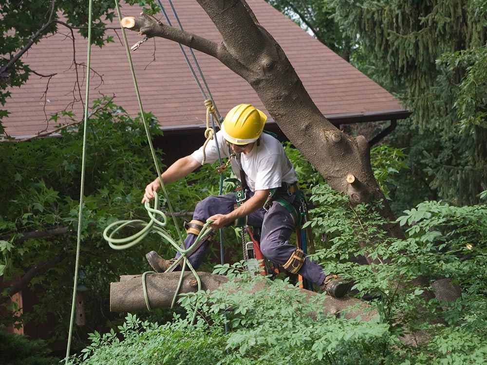 A man in a hard hat and safety vest performs tree removal in Tallahassee, FL, ensuring safety and ef