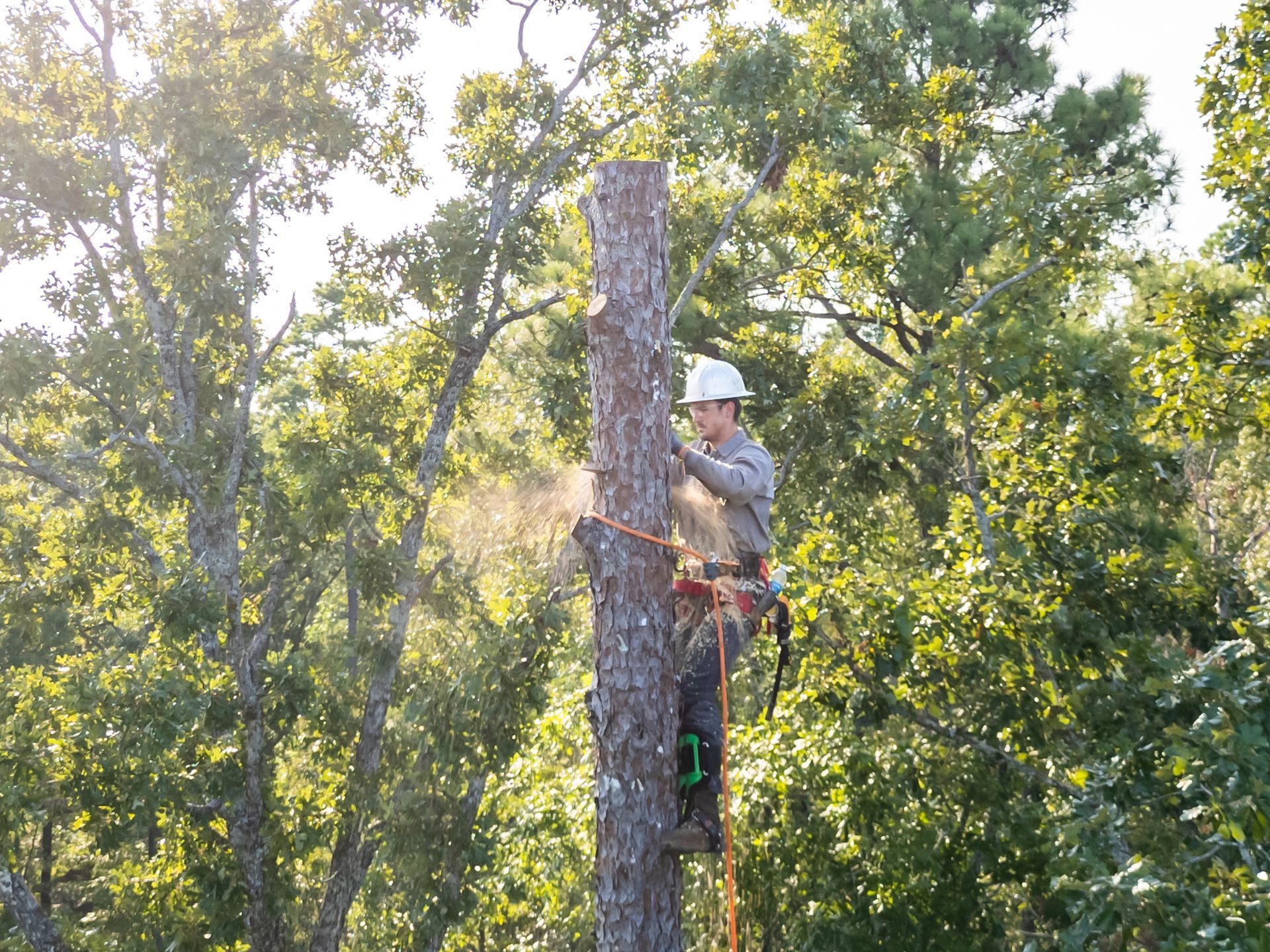A male arborist climbing high in a pine tree to cut the trunk and complete the removal job.