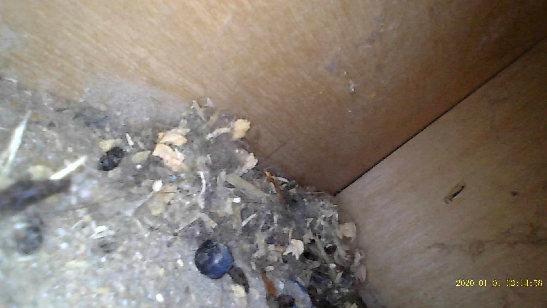 Bird nest with eggs and debris in a wooden box corner