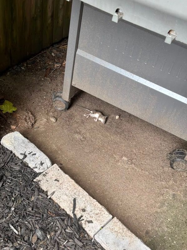 Dirt ground beside a gray fence panel and stone edging, with a small white object near the base.