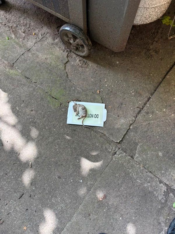 White paper bag on cracked concrete near a trash bin wheel with a squirrel on top