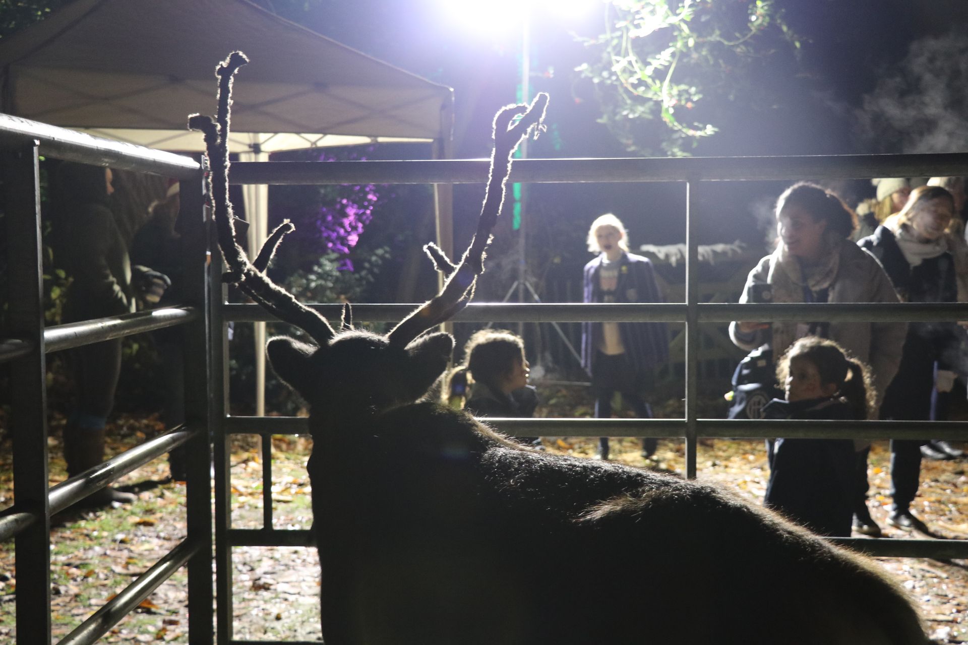 A silhouetted deer with large antlers in a pen, people watch under bright lights.