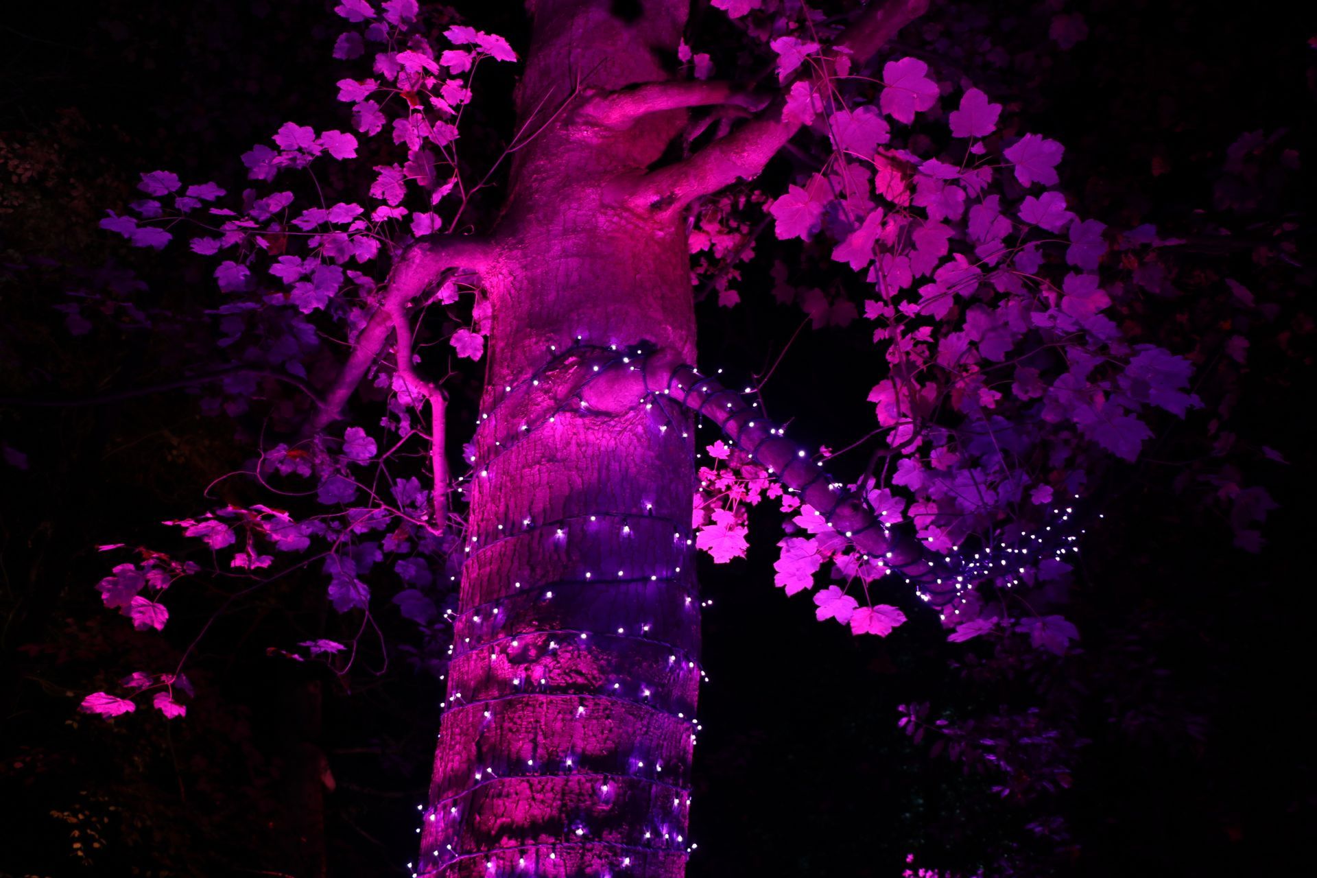Tree trunk lit with pink and purple lights at night.