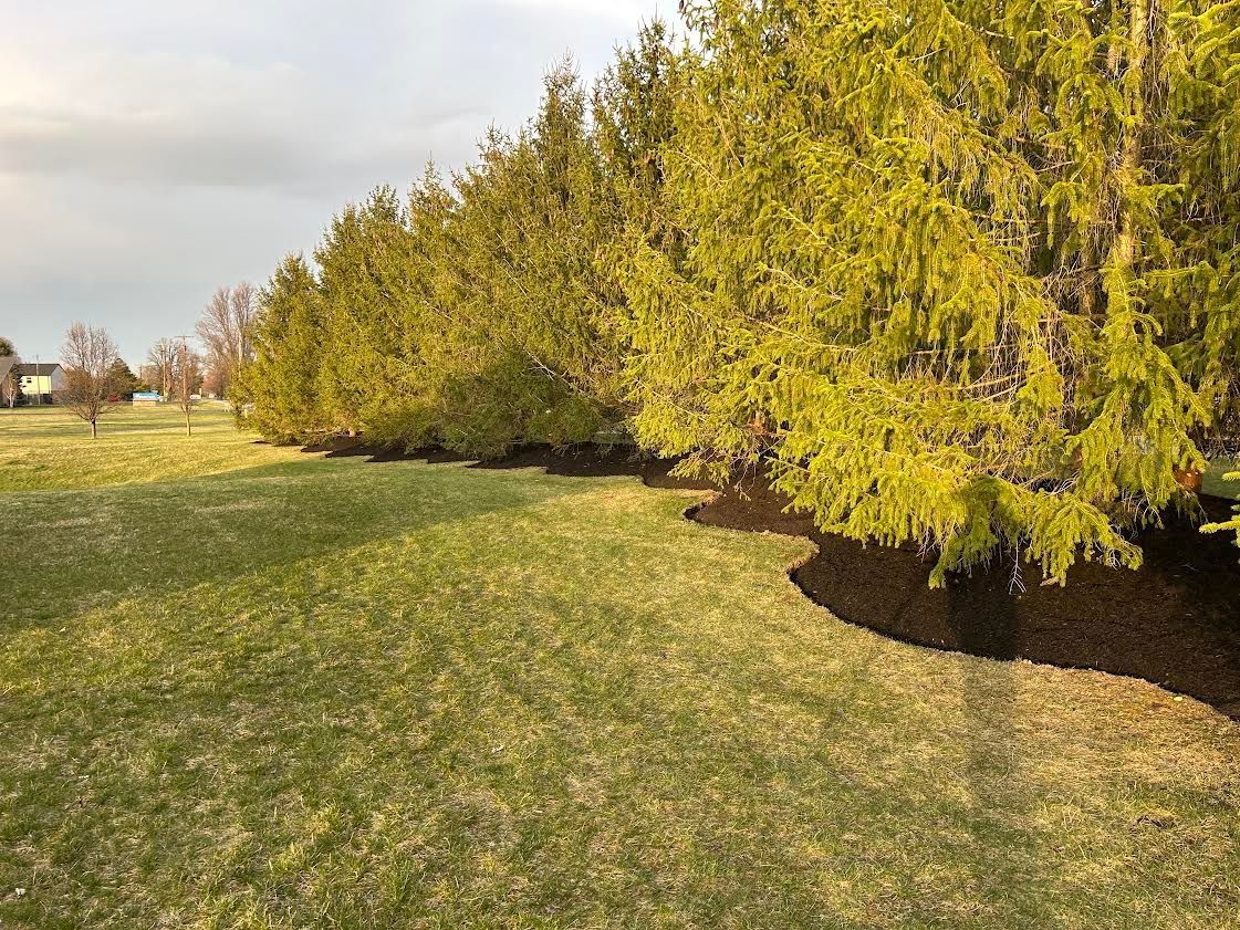 Sunny park with a row of yellow-green trees along a grassy field
