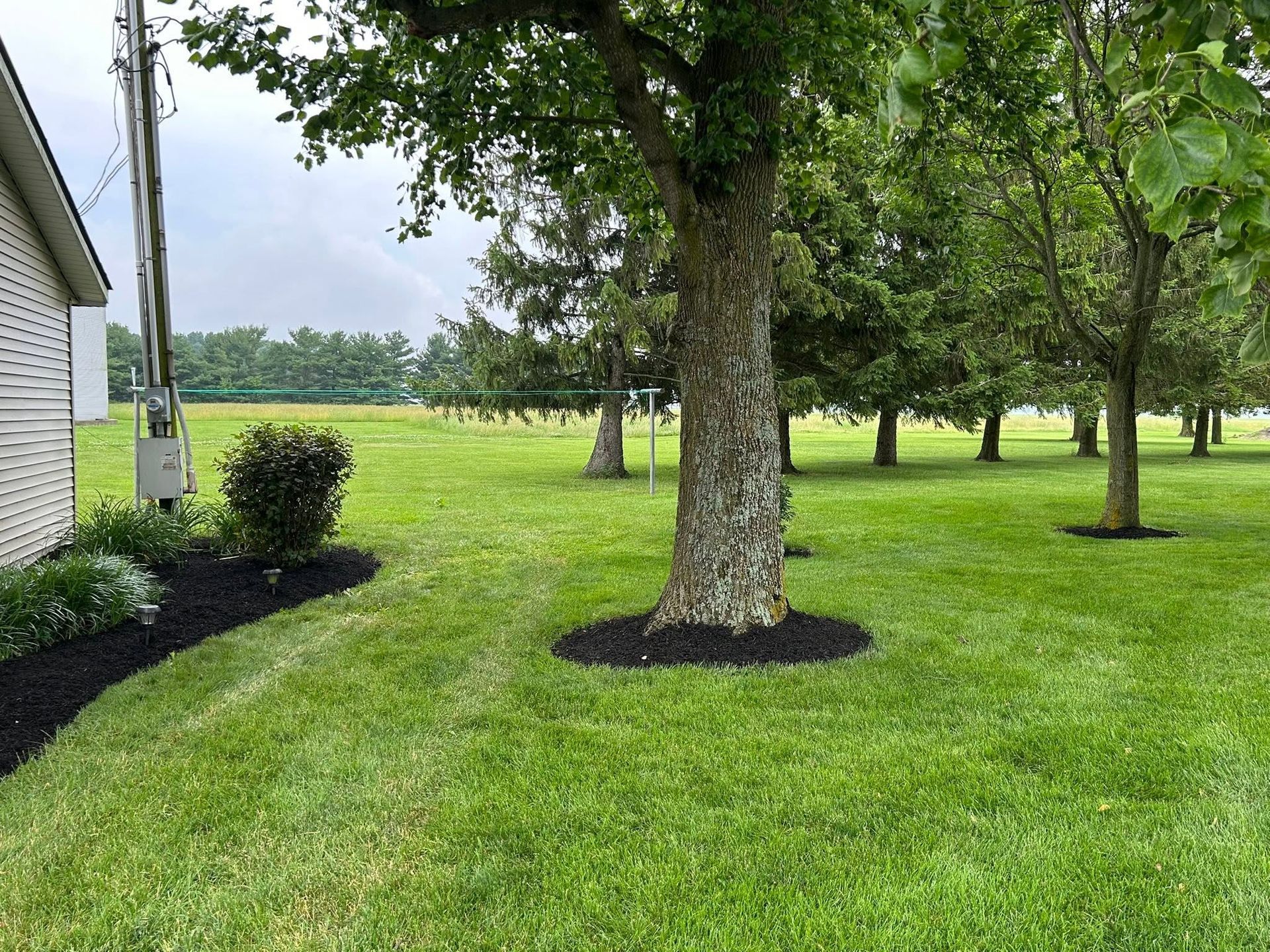 Lawn with mature trees beside a house, bordered by mulch under the trees.