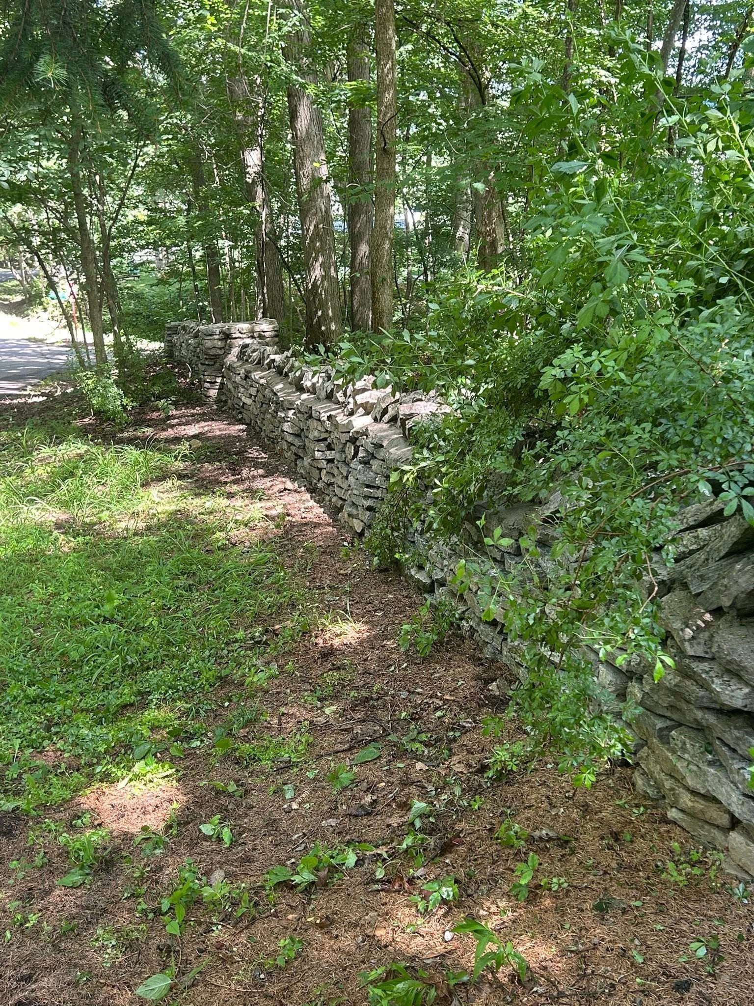 Leafy wooded path beside a low stone wall in a sunlit green forest area