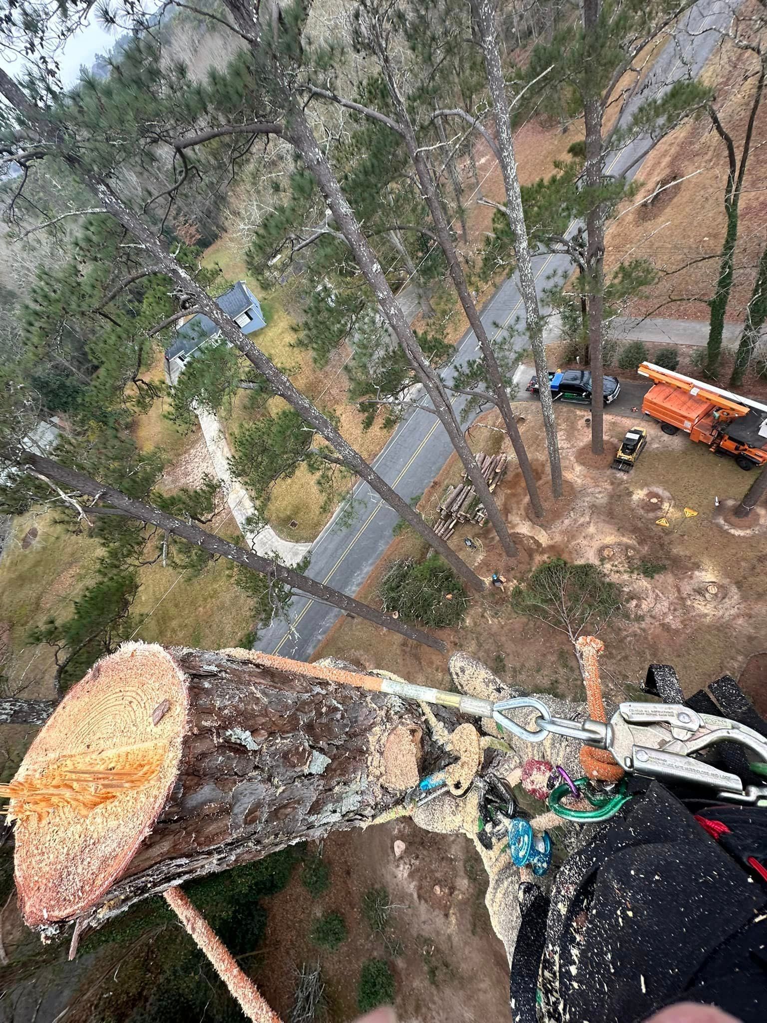 High-angle view from a tree on a wooded roadside, with a person and orange truck below near a road.