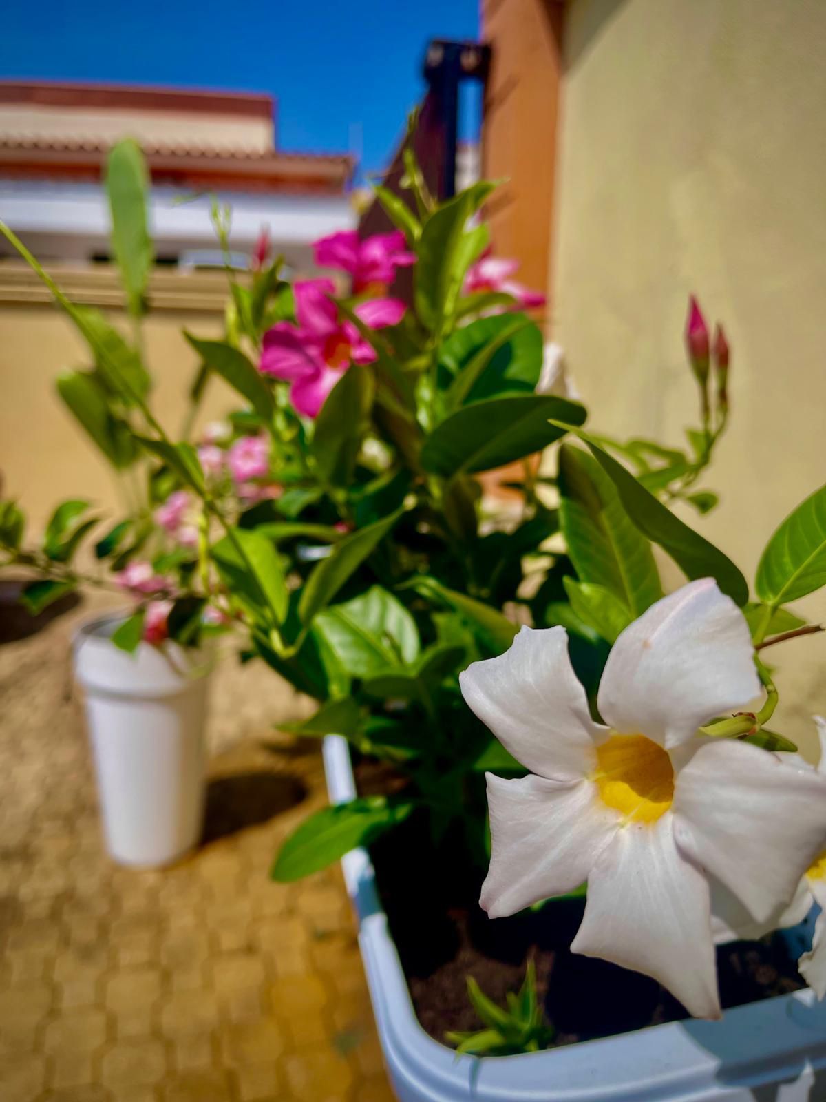 vaso di fiori