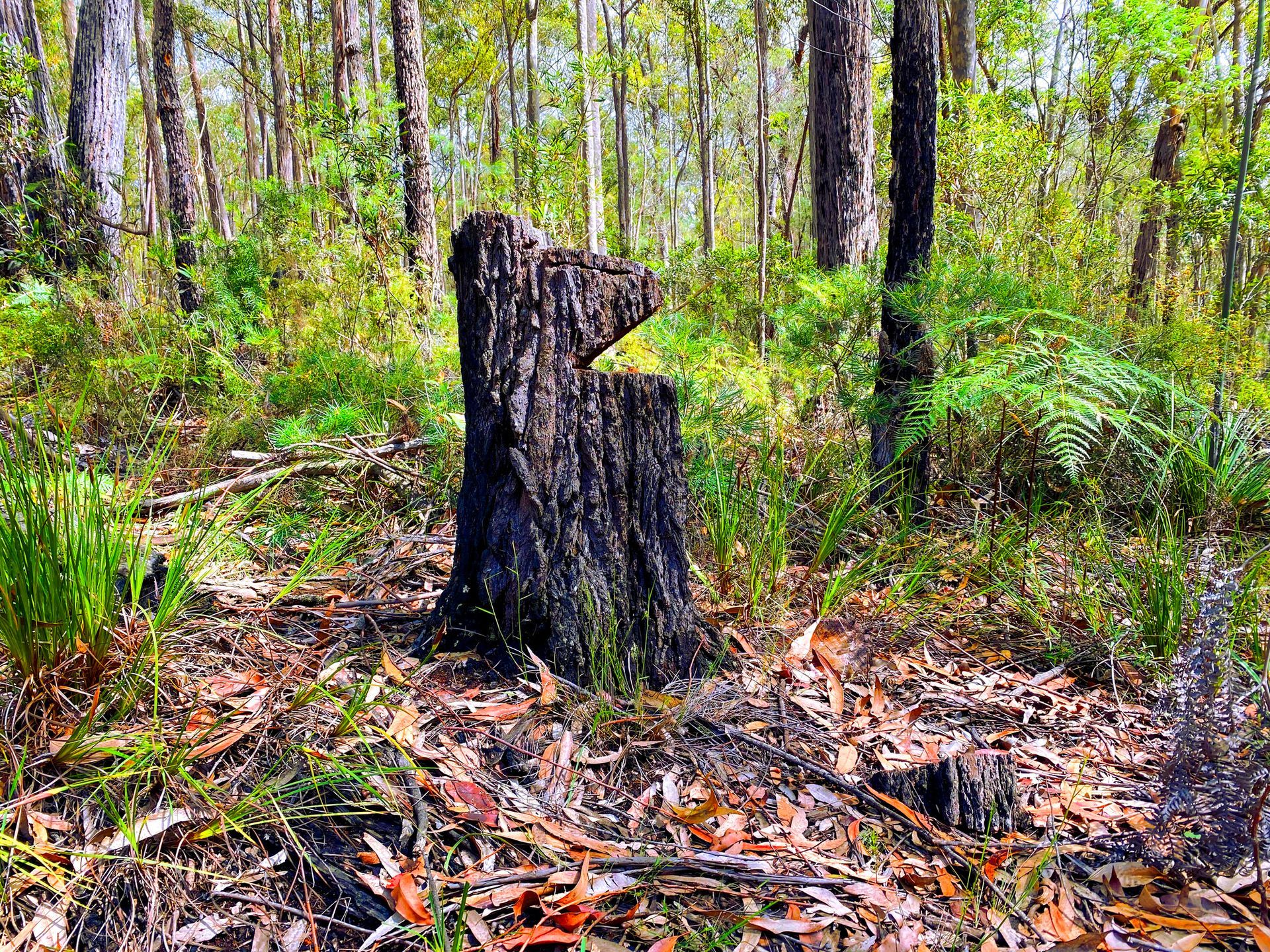 A tree stump in the middle of a forest.