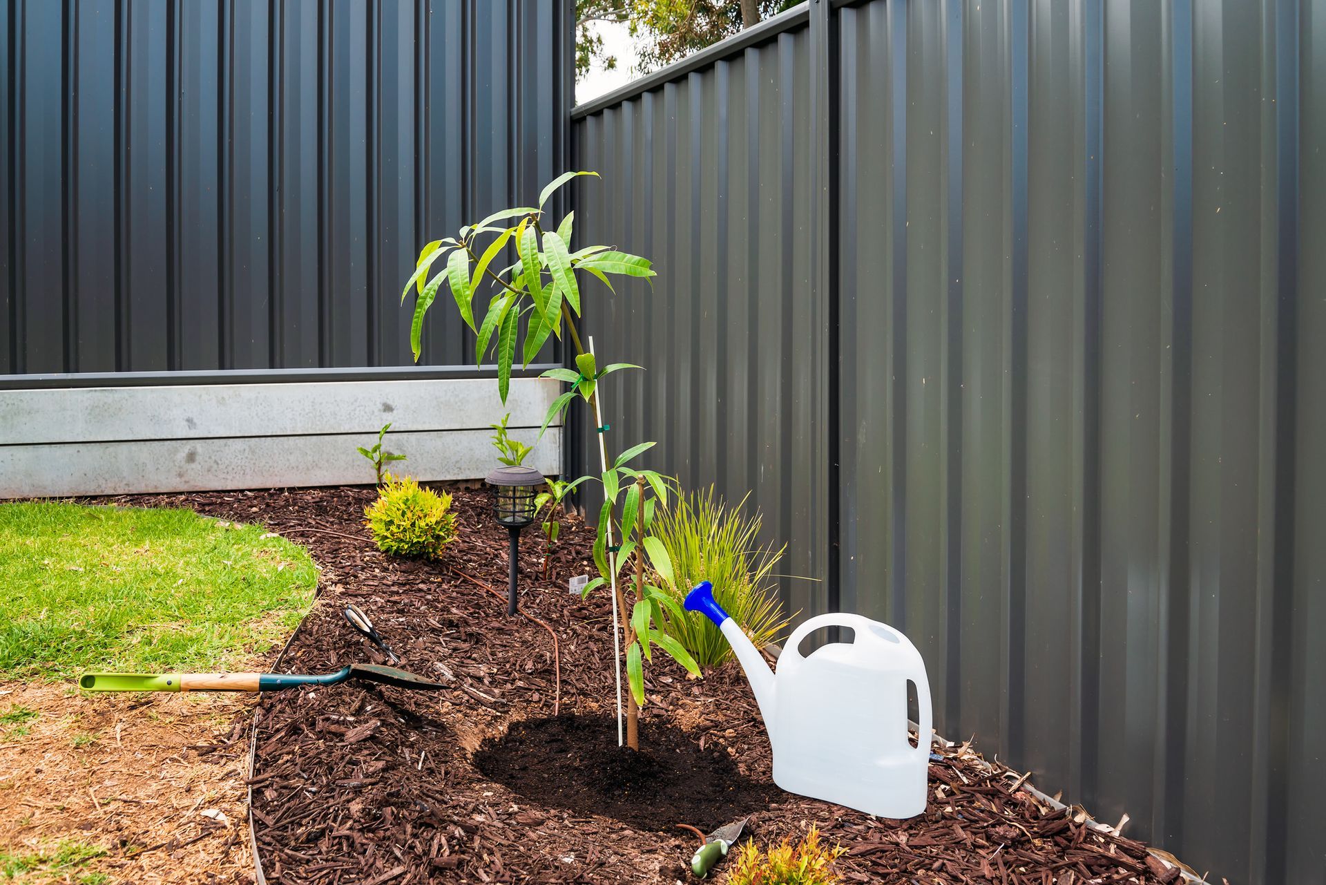 A watering can is sitting next to a small tree in a garden.