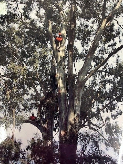 A person is cutting a tree branch with scissors.