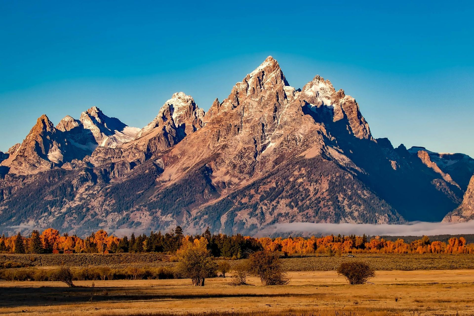 Snow-capped Teton mountain range rising above a vibrant orange autumn forest and golden meadow under a clear blue sky.