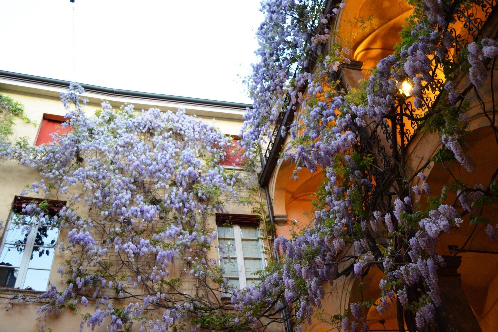 Rampicanti di glicine con fiori viola scendono a cascata su un edificio con finestre.