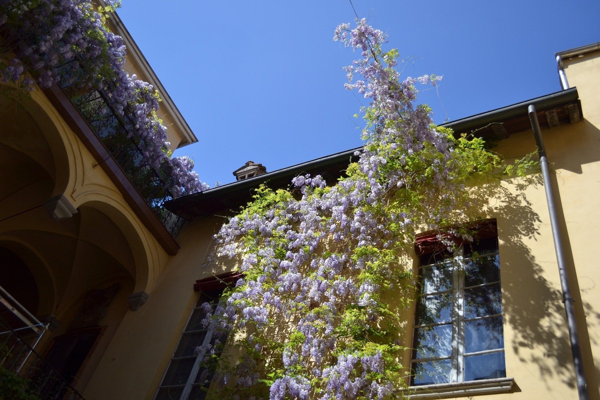 Rampicanti di glicine con fiori viola che si arrampicano su un edificio giallo, contro un cielo azzurro.