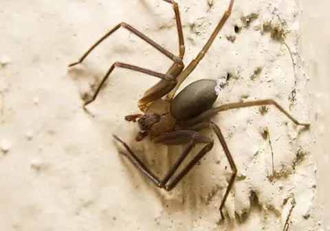 Brown Recluse — New Market, TN — A&B Termite and Pest Control LLC