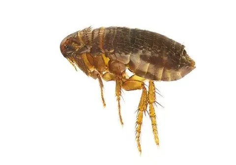 Flea — New Market, TN — A&B Termite and Pest Control LLC