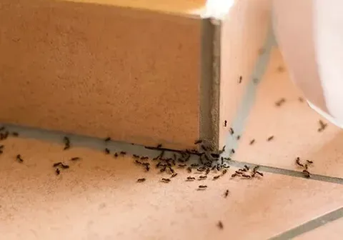 Odorous Ants — New Market, TN — A&B Termite and Pest Control LLC