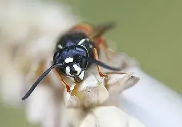 A Wasp — New Market, TN — A&B Termite and Pest Control LLC
