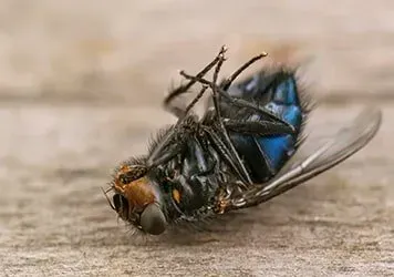A Dead Fly — New Market, TN — A&B Termite and Pest Control LLC