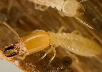 A Termite — New Market, TN — A&B Termite and Pest Control LLC