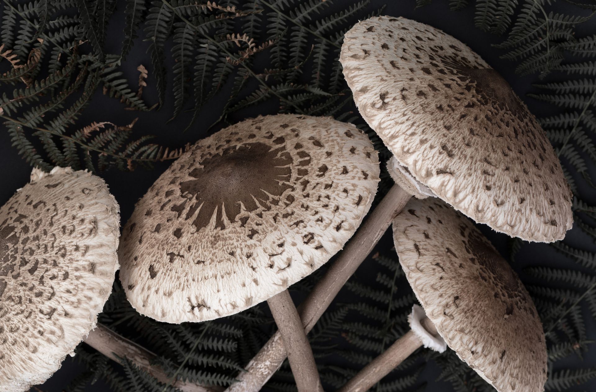 A group of mushrooms are growing on a black surface surrounded by ferns.