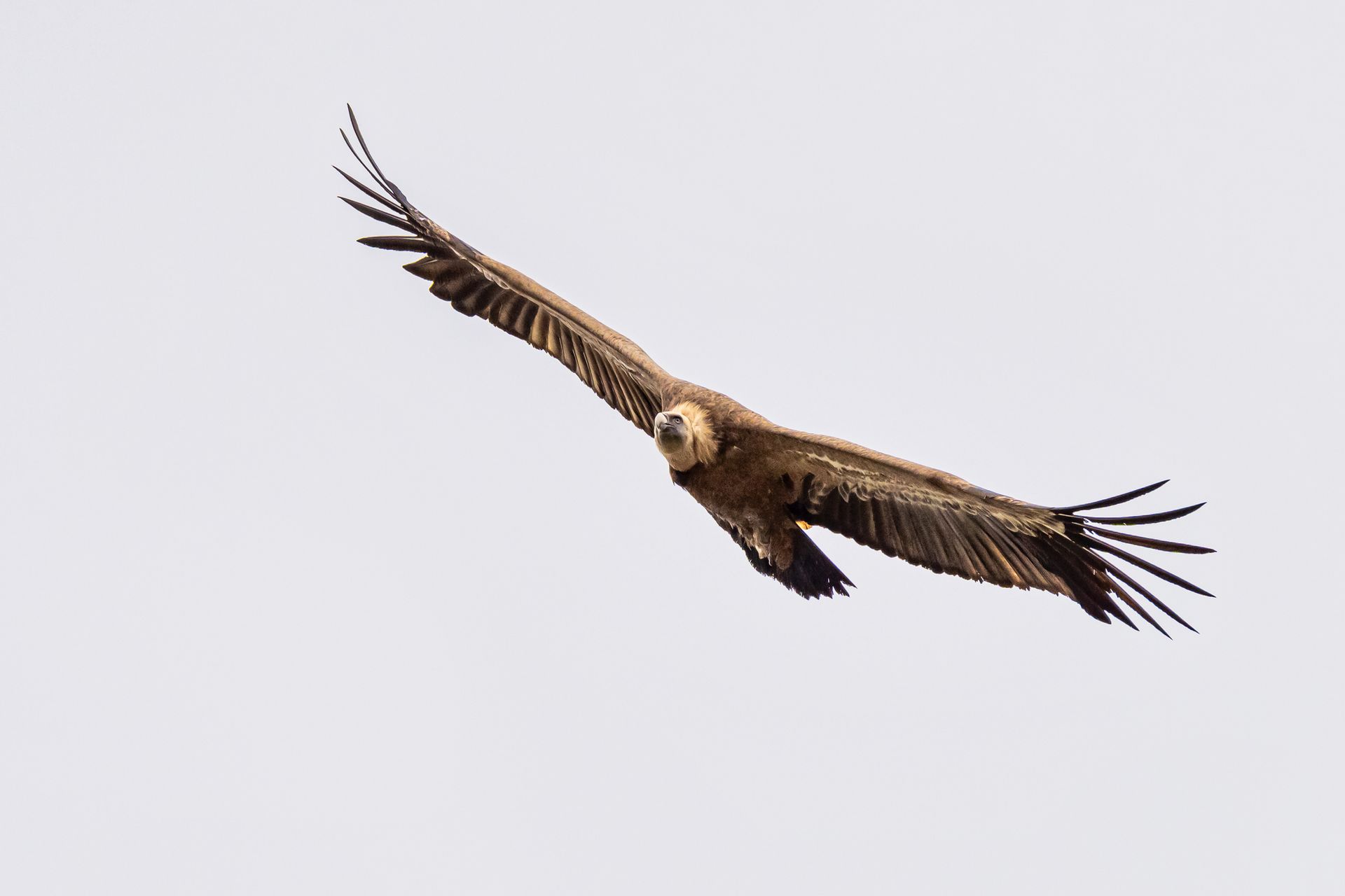 A large bird is flying in the sky with its wings spread.