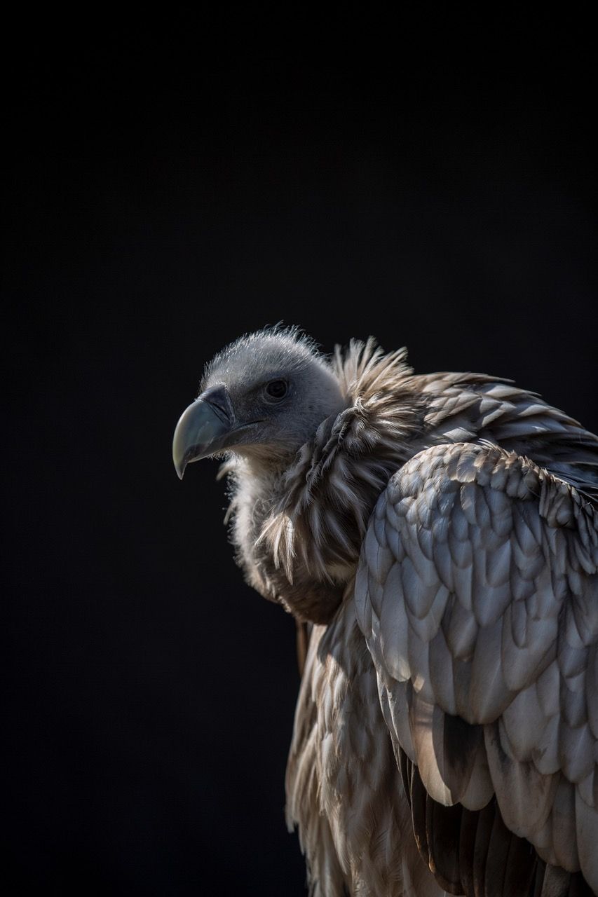 A close up of a vulture with a black background.