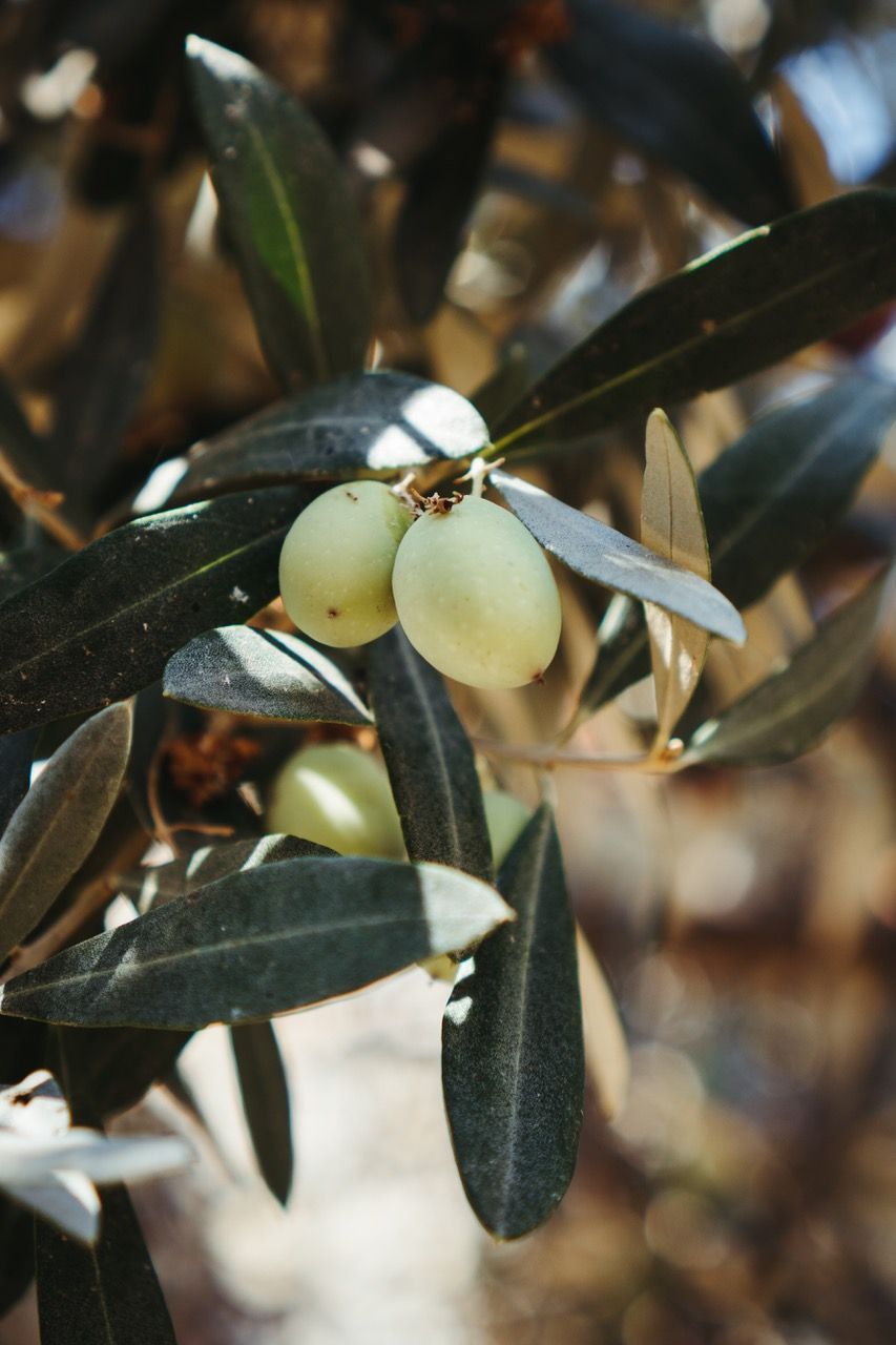 A bunch of green olives hanging from a tree