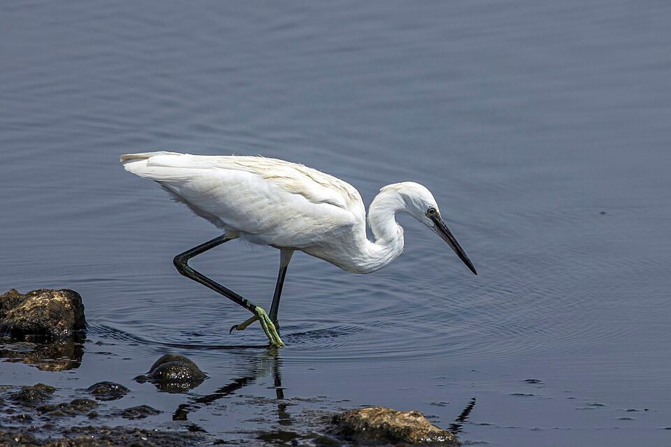 Little egret feeding in Cyprus