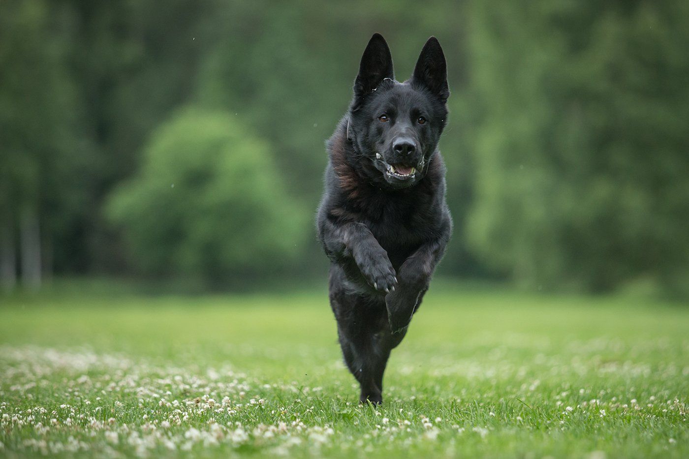 Play-Based Dog Training