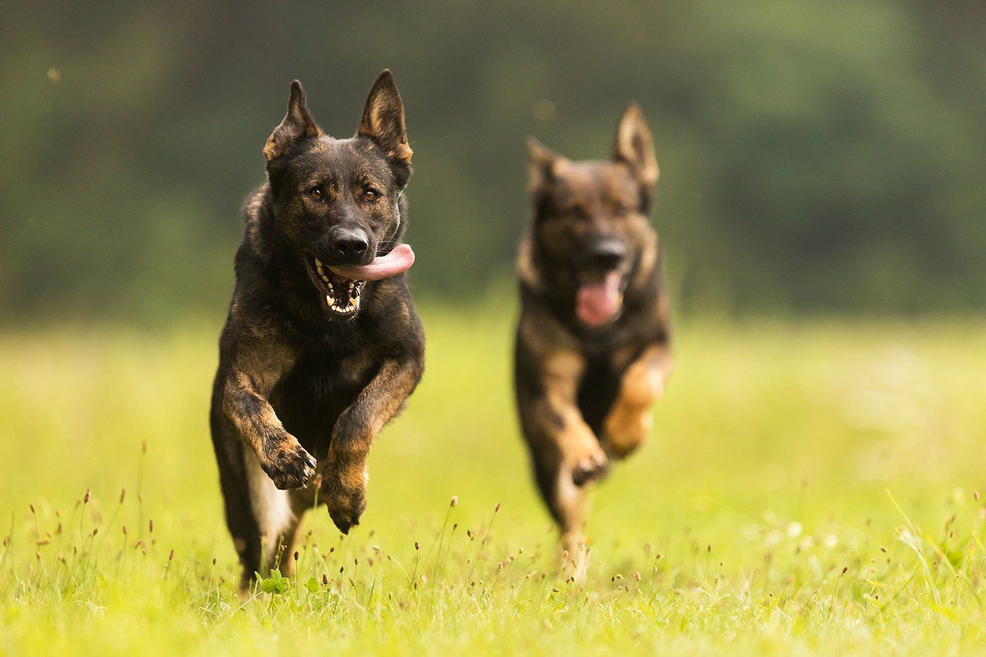german shepherds near me