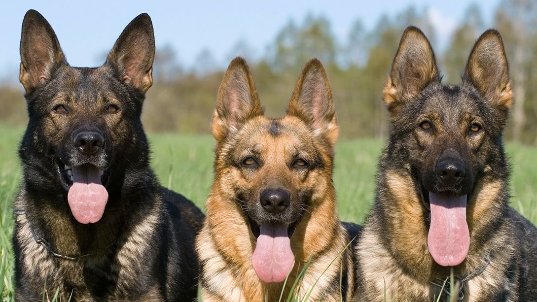 Private Obedience Lessons