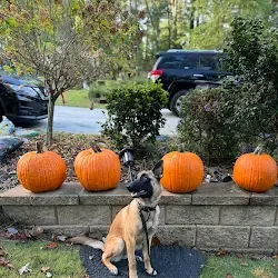 A dog is sitting next to pumpkins on a brick wall.